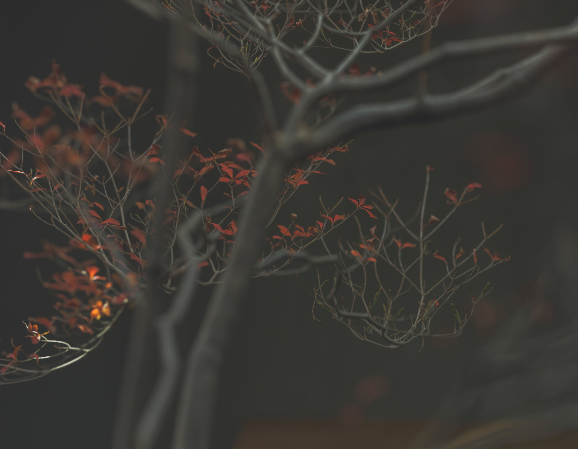 中庭・シンボルツリー