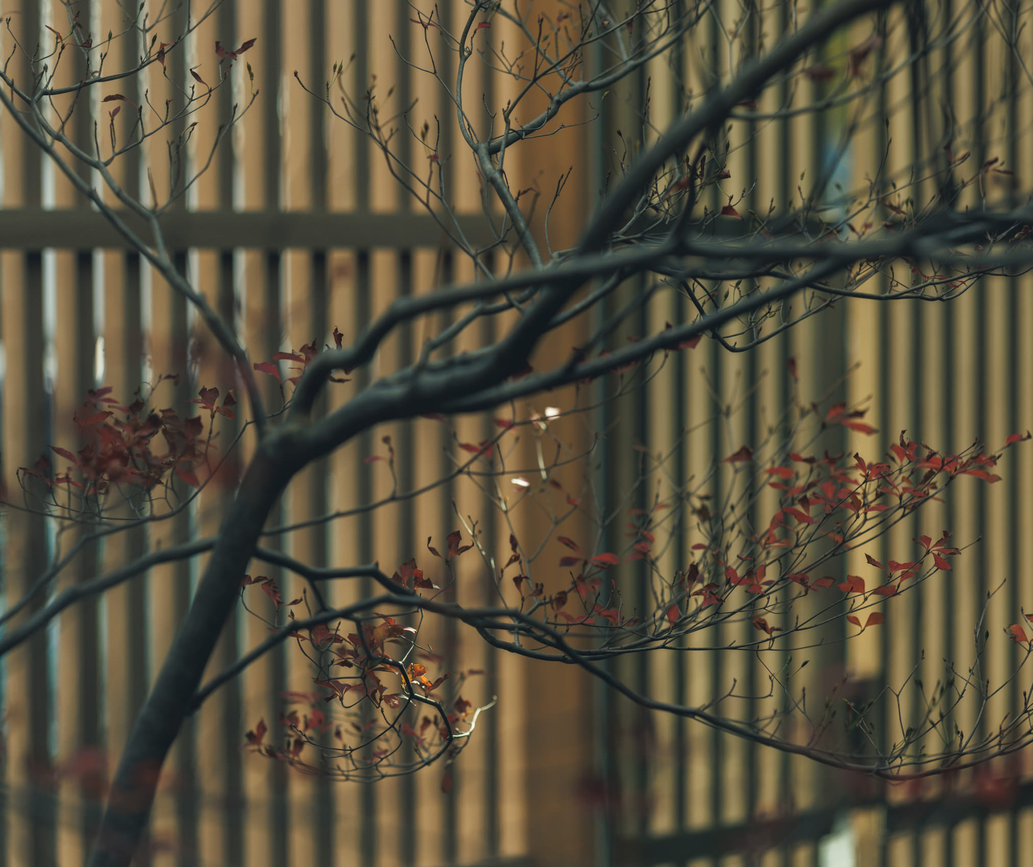 宝樹のイメージ