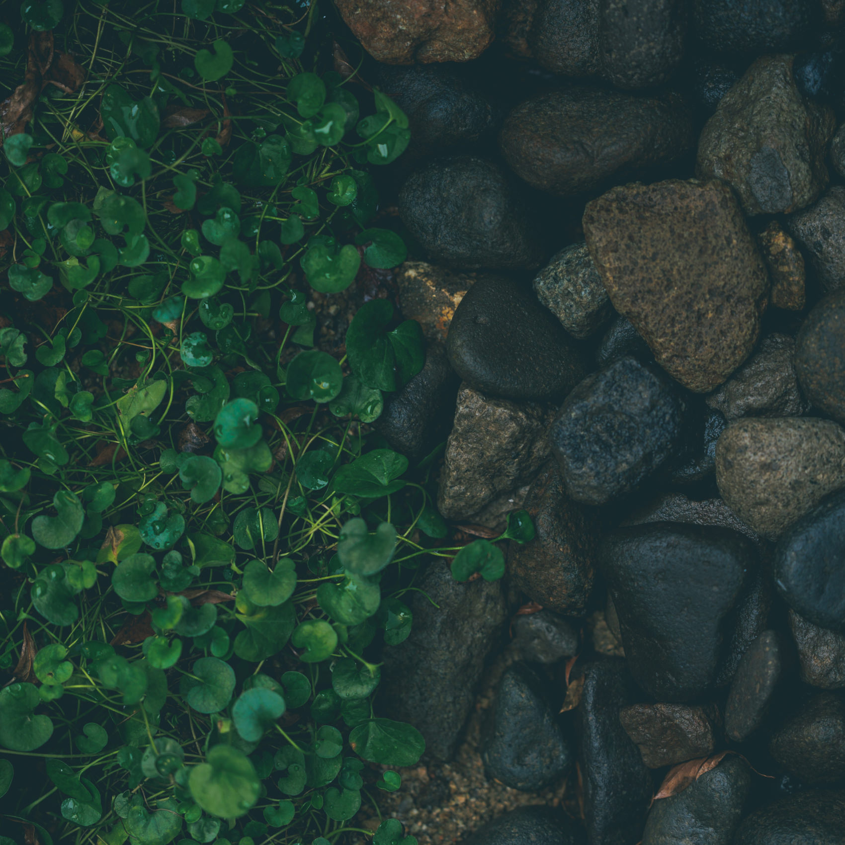 宝樹のイメージ