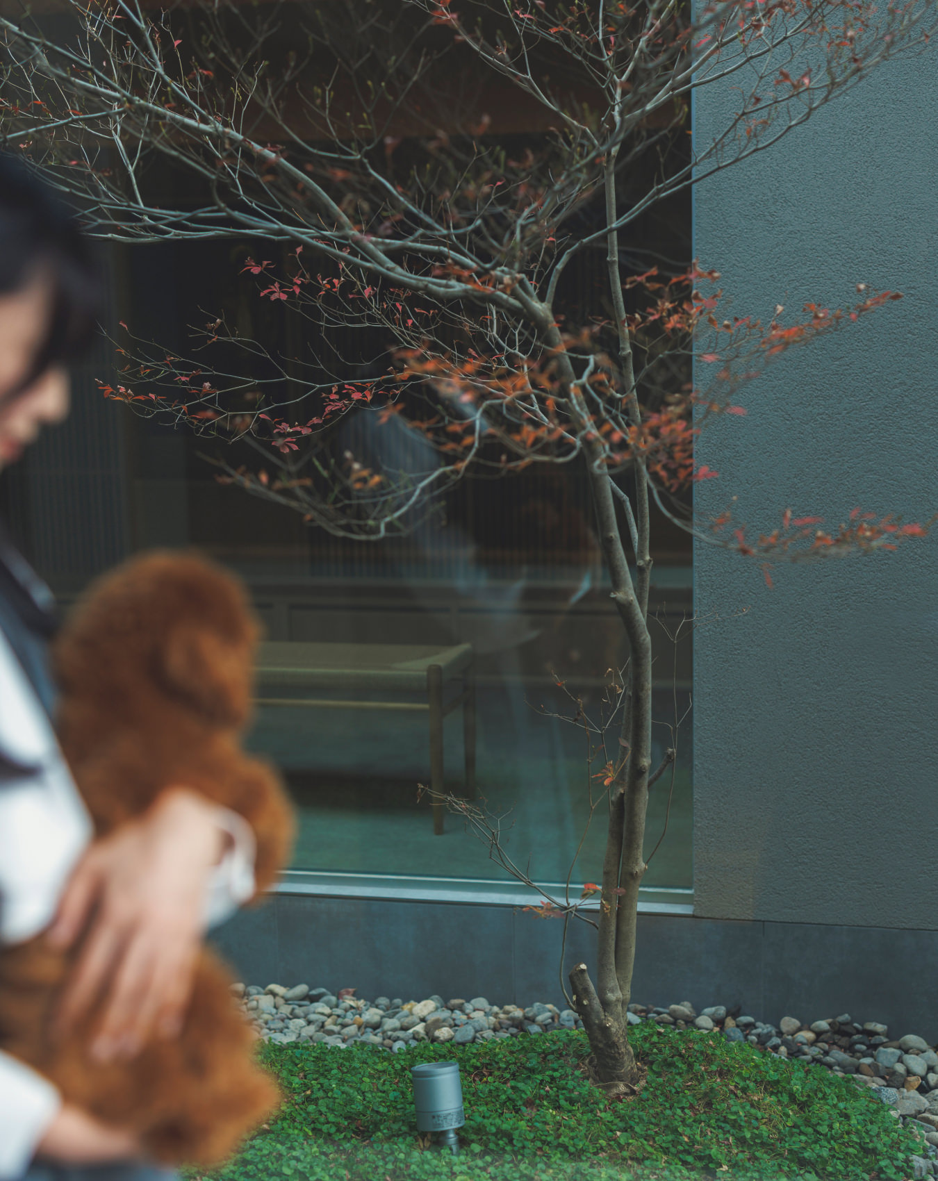 宝樹のイメージ